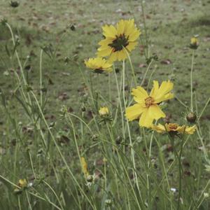 免费看无码网站成人A片
