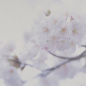 免费看无码网站成人A片
